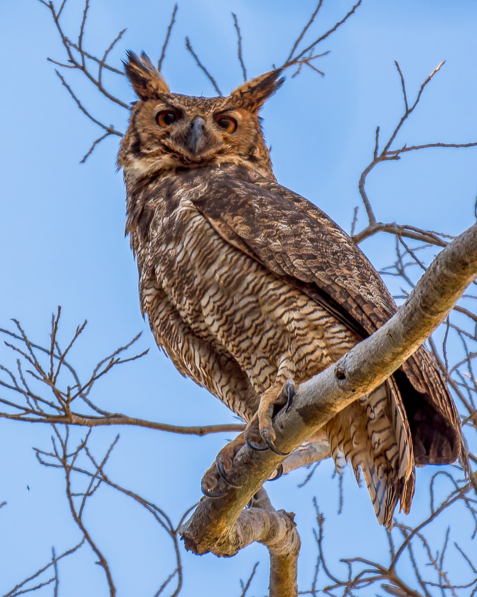 Great Horned Owl - ML620760107