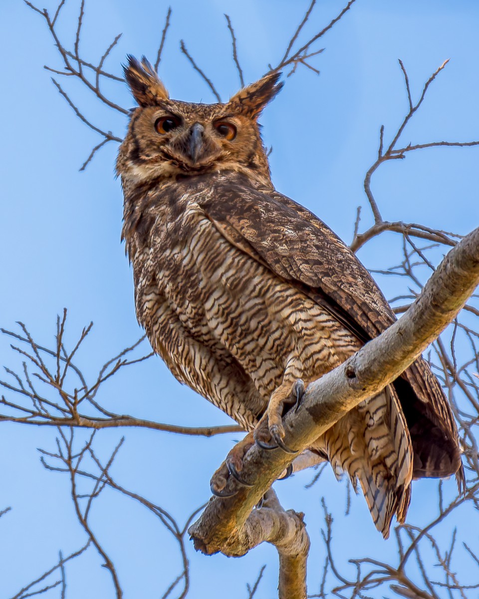 Great Horned Owl - ML620760108