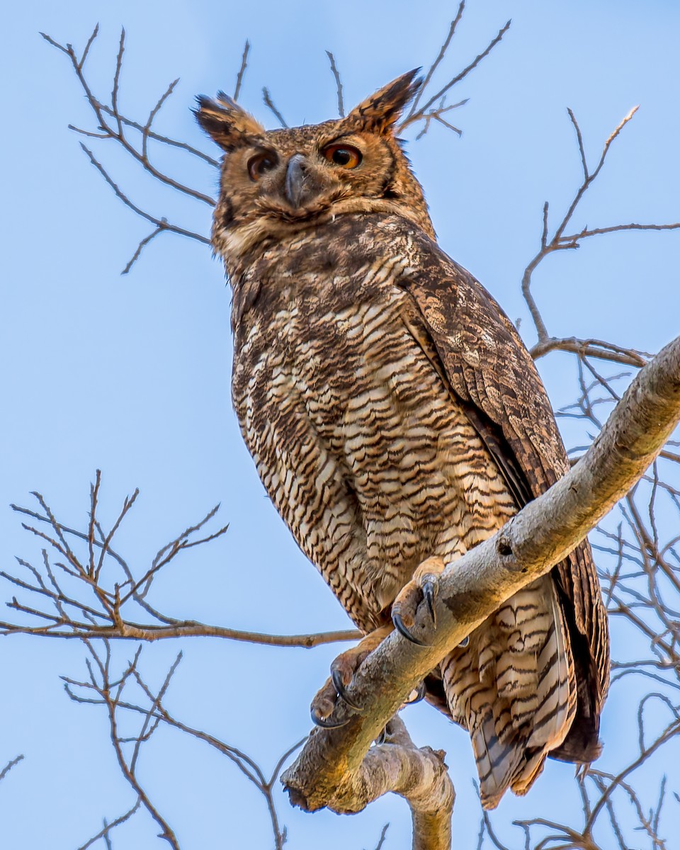 Great Horned Owl - ML620760109