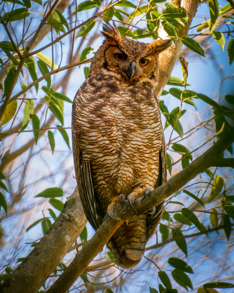 Great Horned Owl - ML620760110