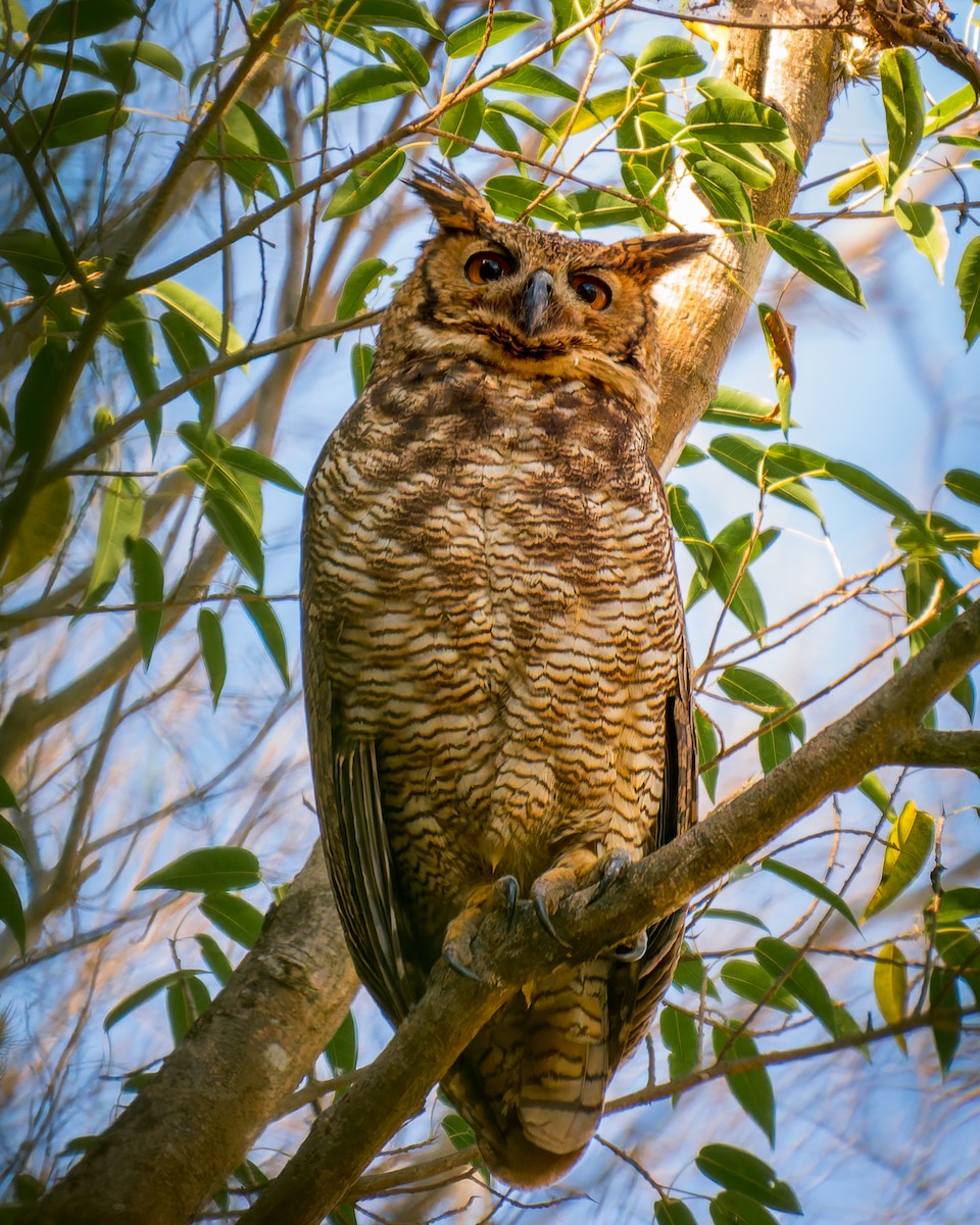 Great Horned Owl - ML620760111