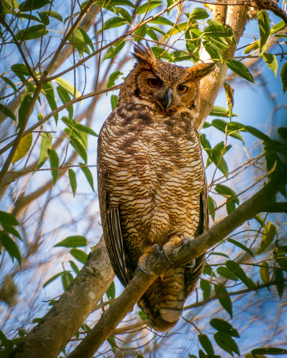 Great Horned Owl - ML620760112