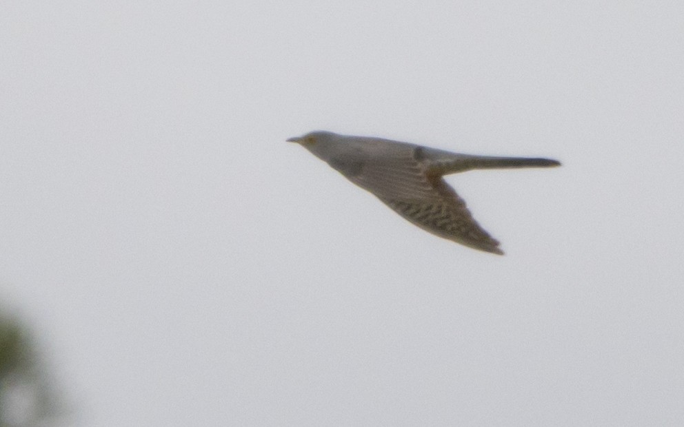 Common Cuckoo - ML620760121