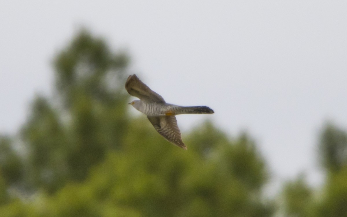 Common Cuckoo - ML620760122