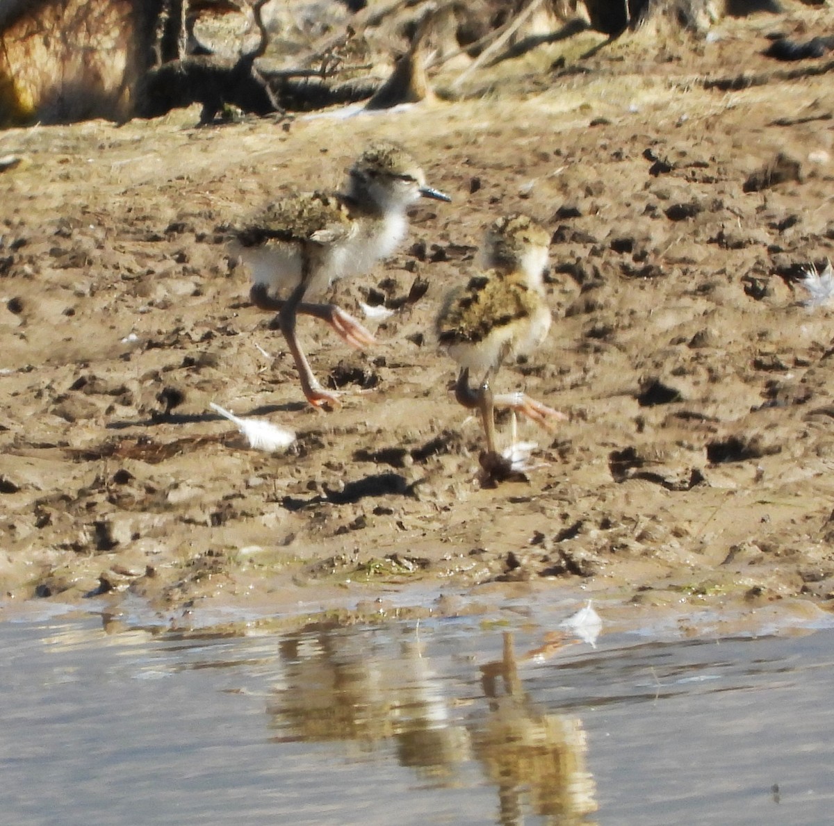 Black-necked Stilt - ML620760123