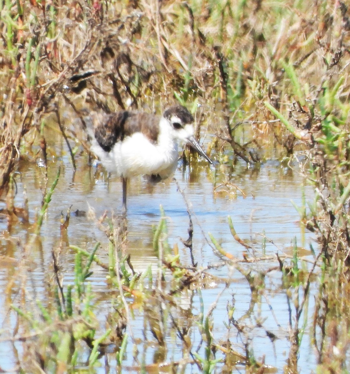 Black-necked Stilt - ML620760124