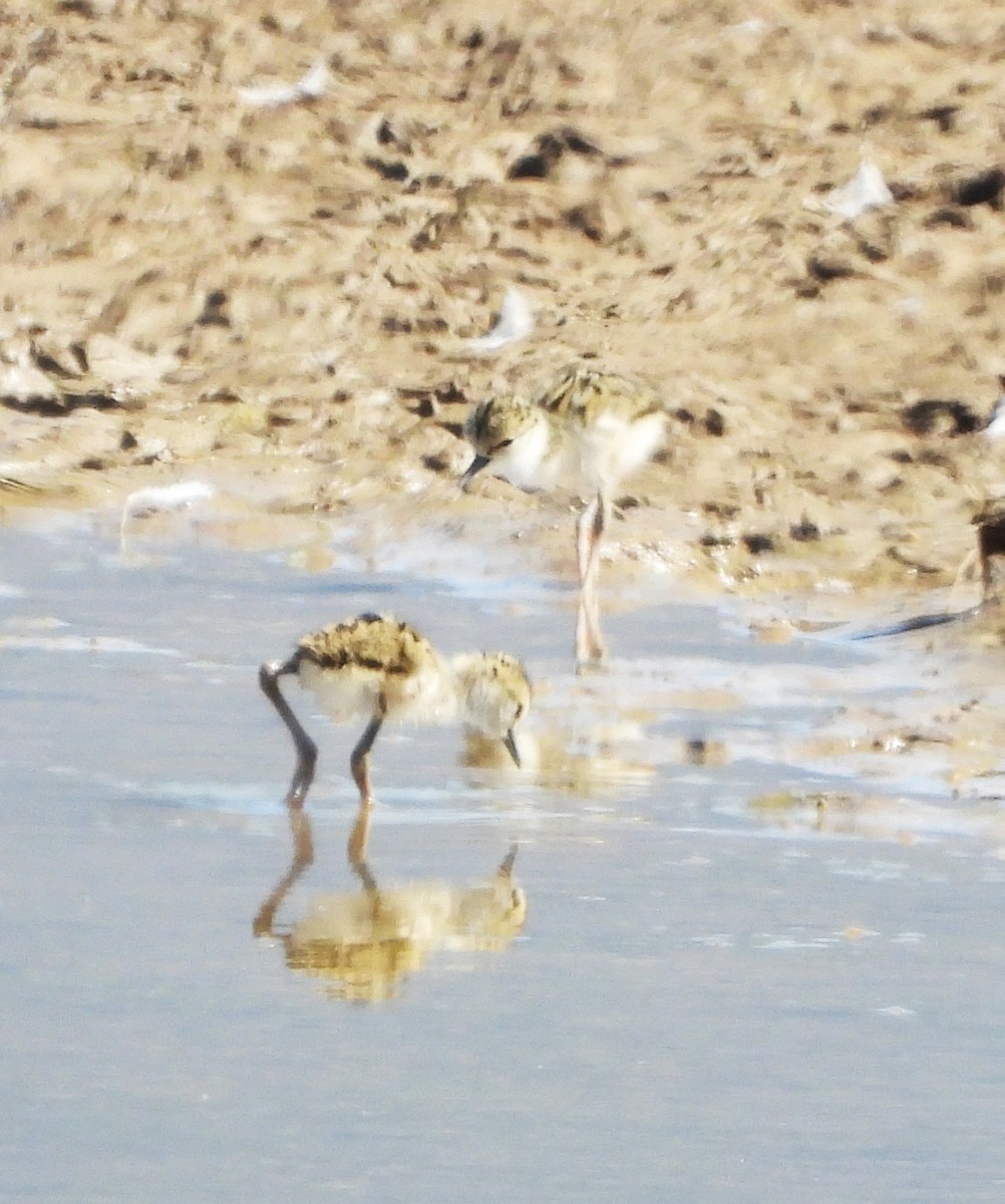 Cigüeñuela Cuellinegra - ML620760125