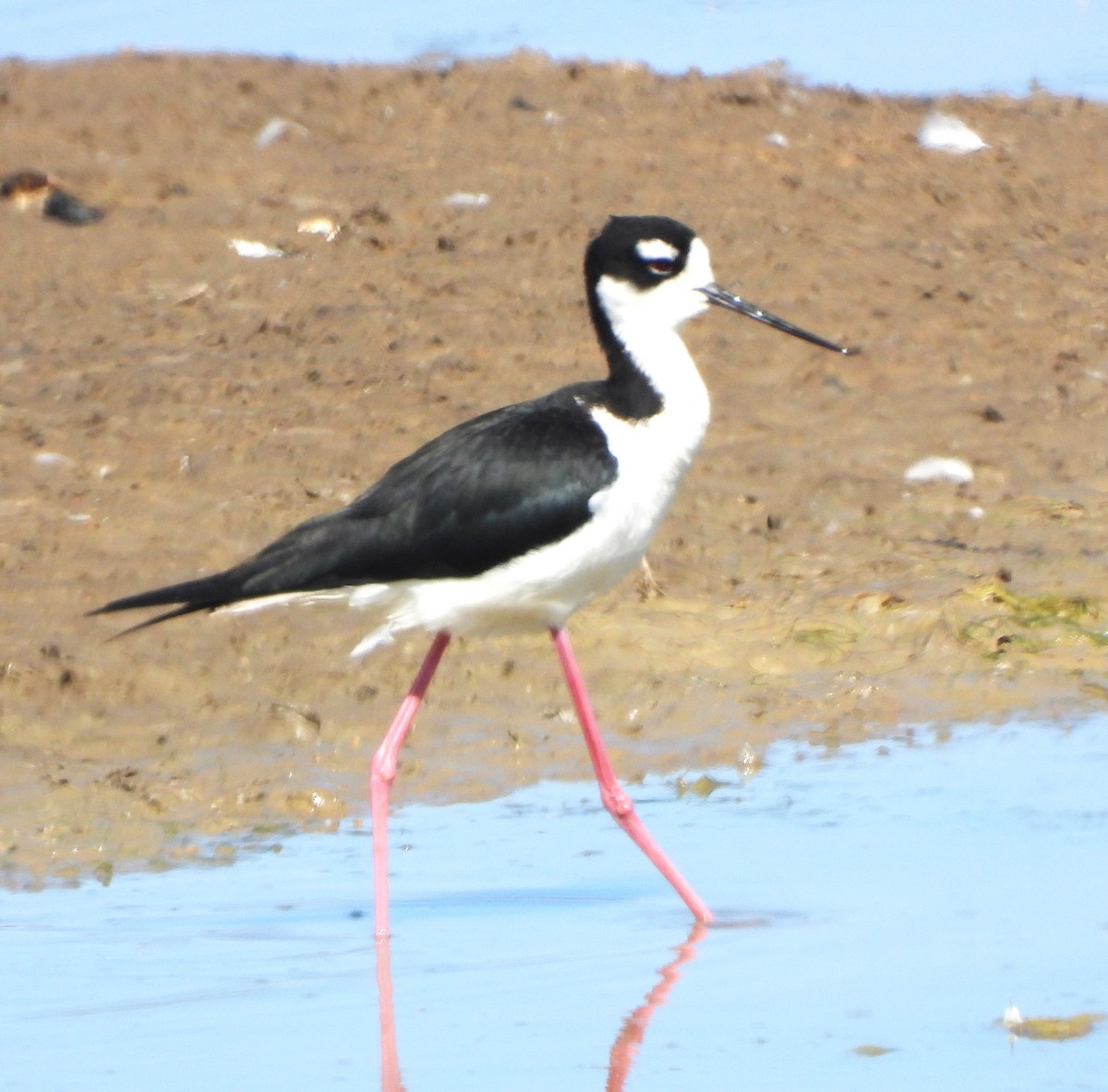 Cigüeñuela Cuellinegra - ML620760126