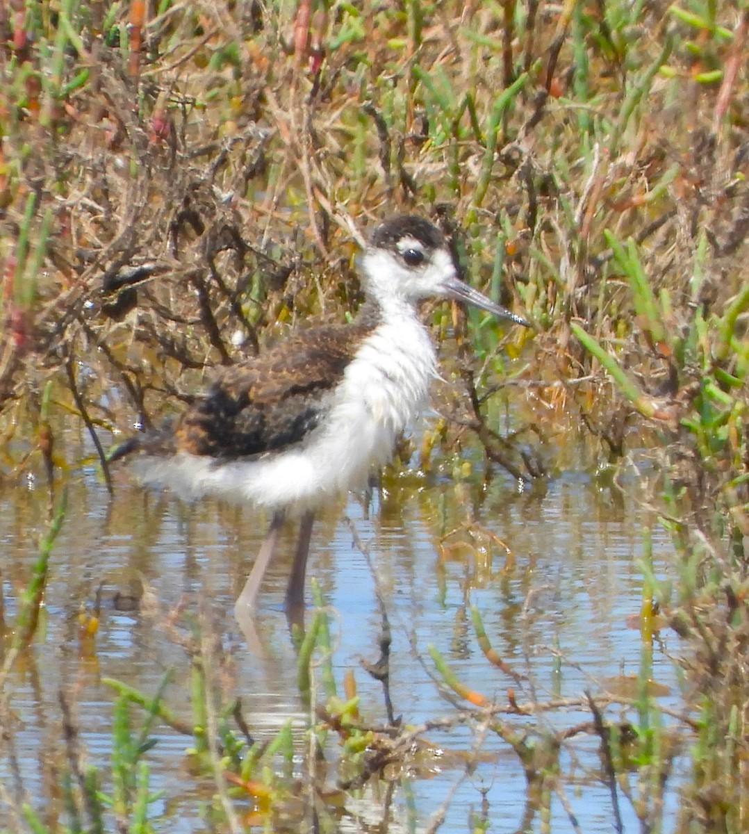 Cigüeñuela Cuellinegra - ML620760127