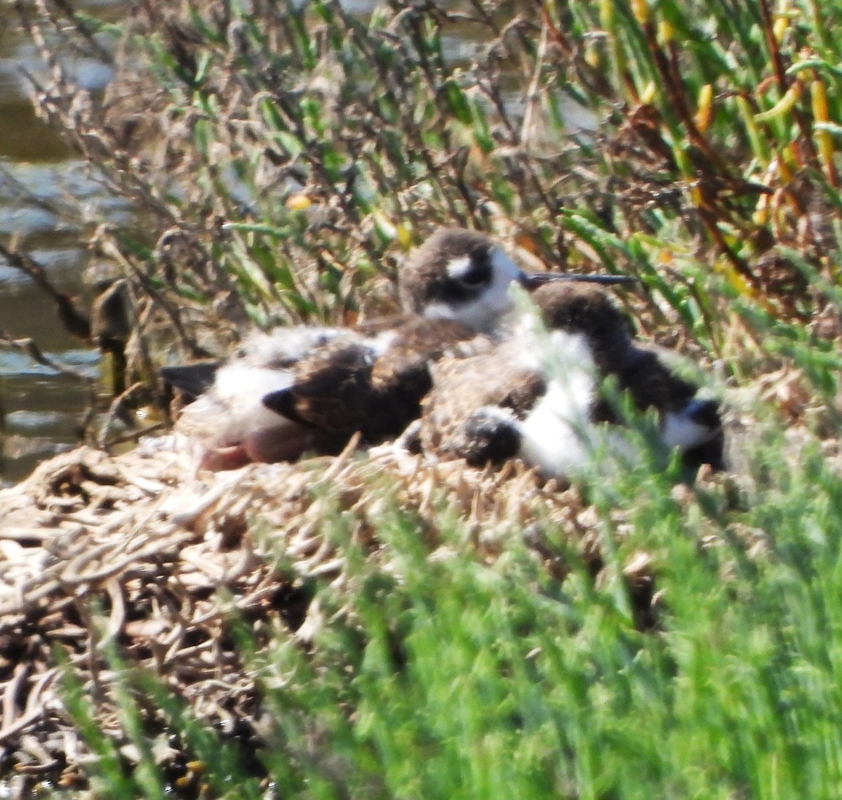 Black-necked Stilt - ML620760129