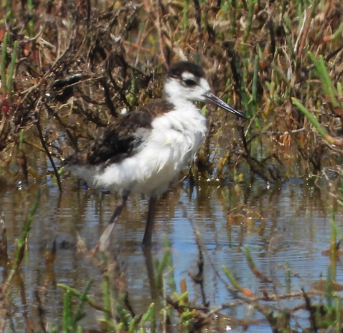 Cigüeñuela Cuellinegra - ML620760131