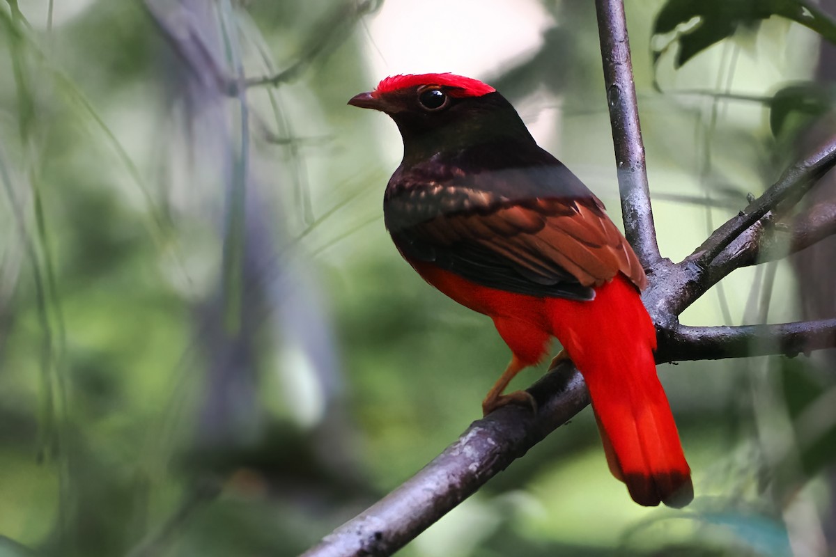 Cotinga Rojo Guayanés - ML620760132