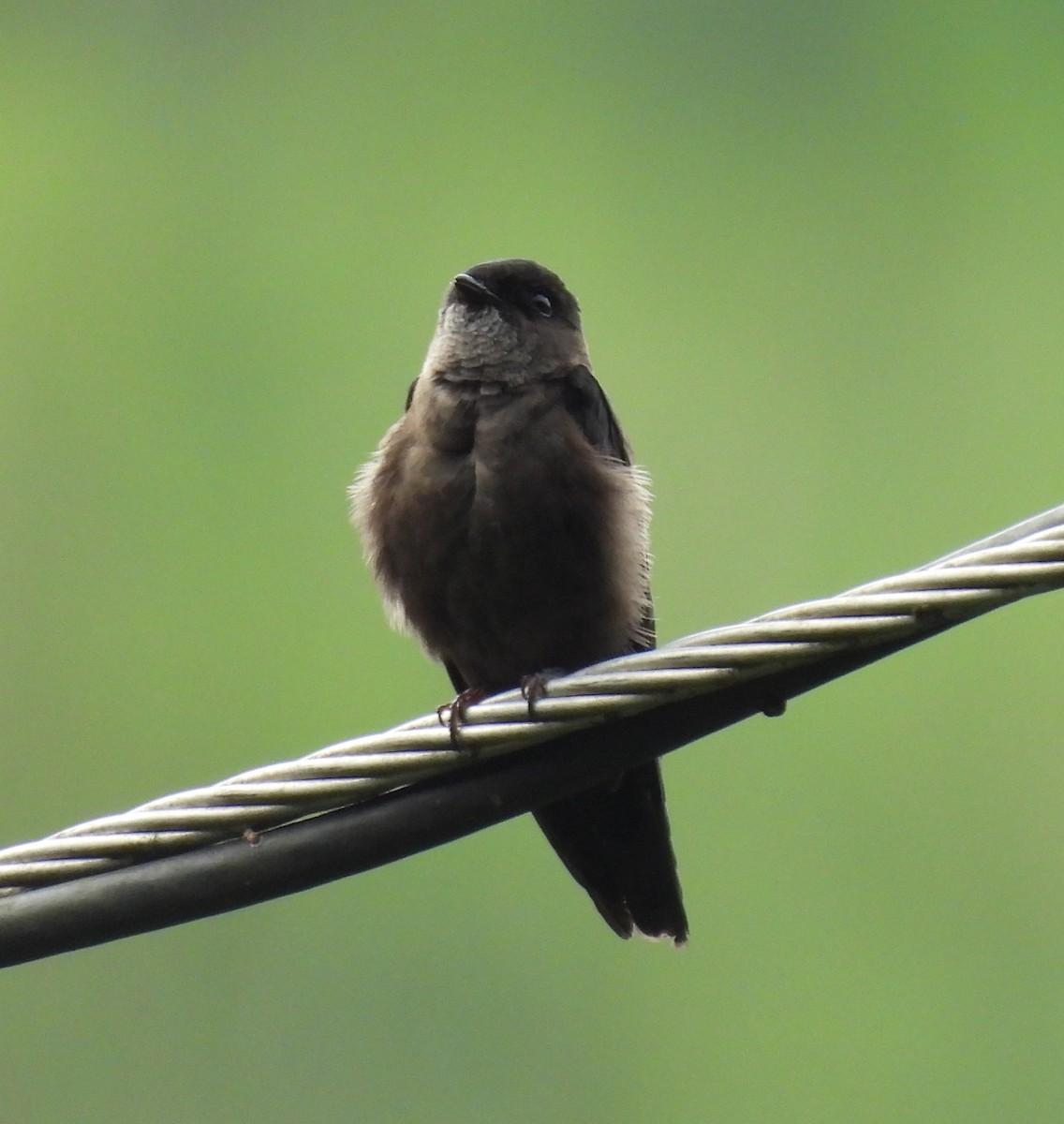 White-thighed Swallow - ML620760134