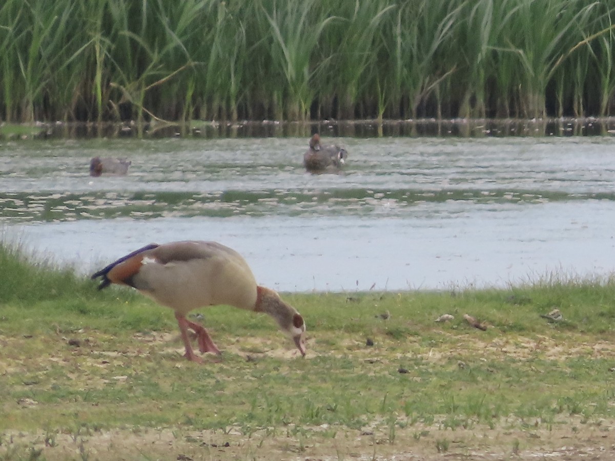 Egyptian Goose - ML620760136