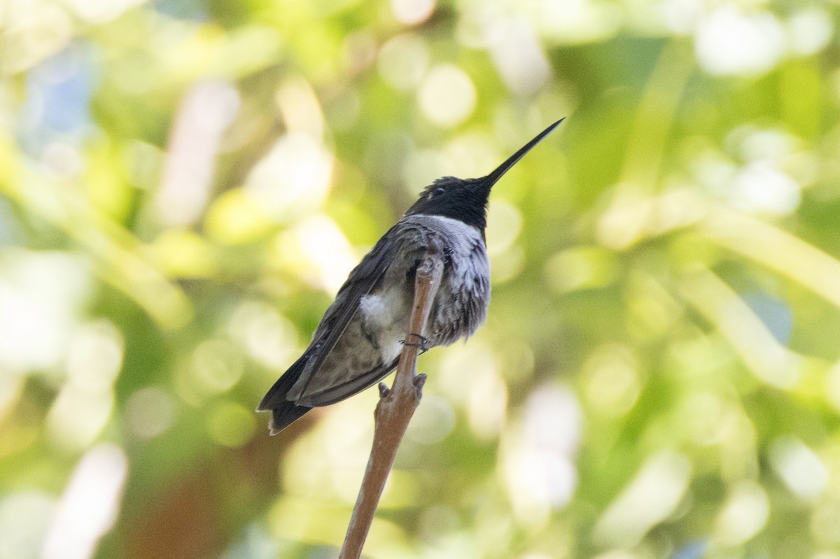 Black-chinned Hummingbird - ML620760137