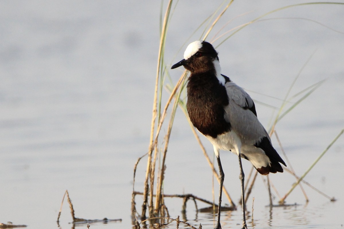 Blacksmith Lapwing - ML620760143