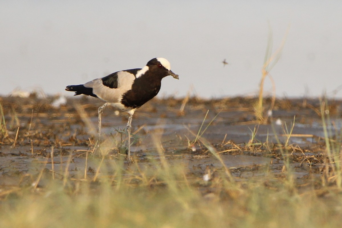 Blacksmith Lapwing - ML620760149