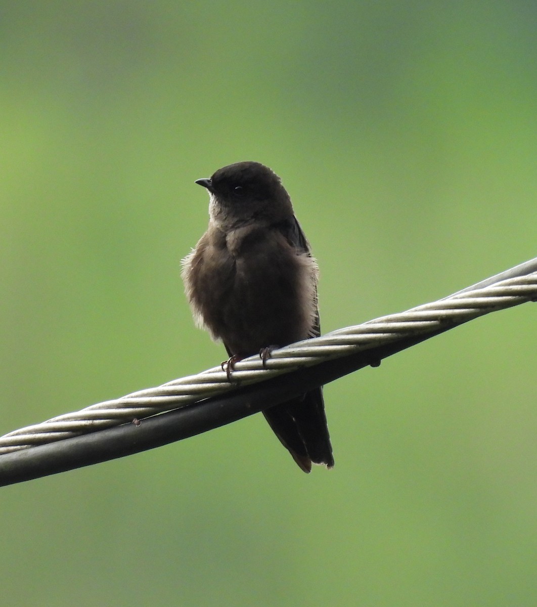 White-thighed Swallow - ML620760151