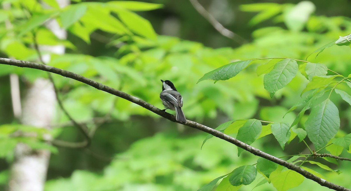 Black-capped Chickadee - ML620760155