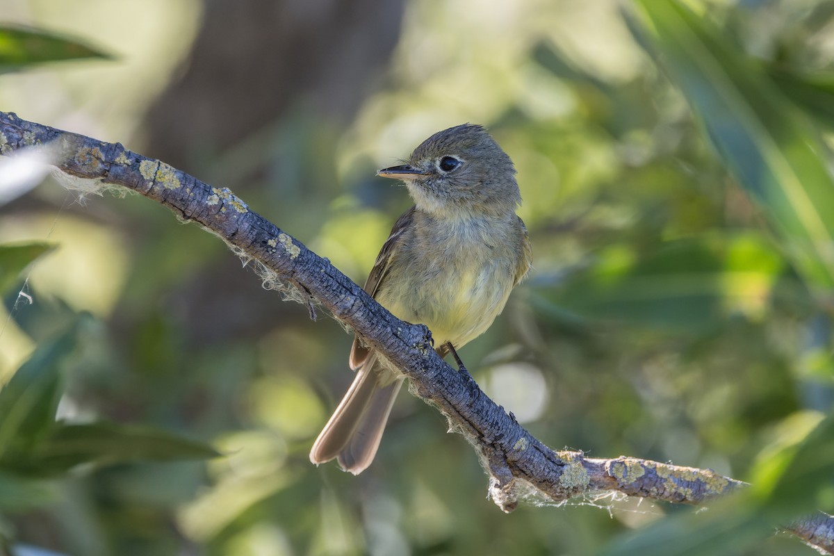 Western Flycatcher - ML620760156