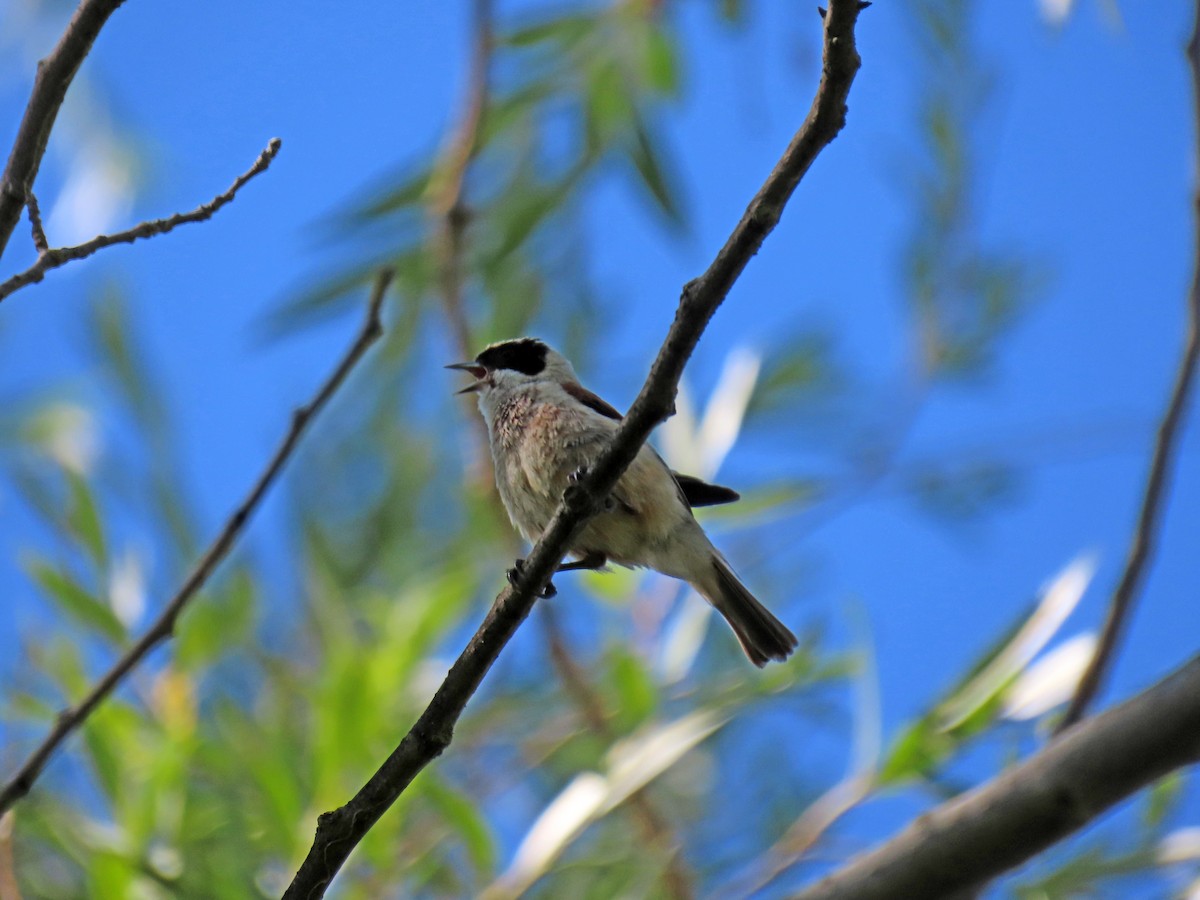 Eurasian Penduline-Tit - ML620760160