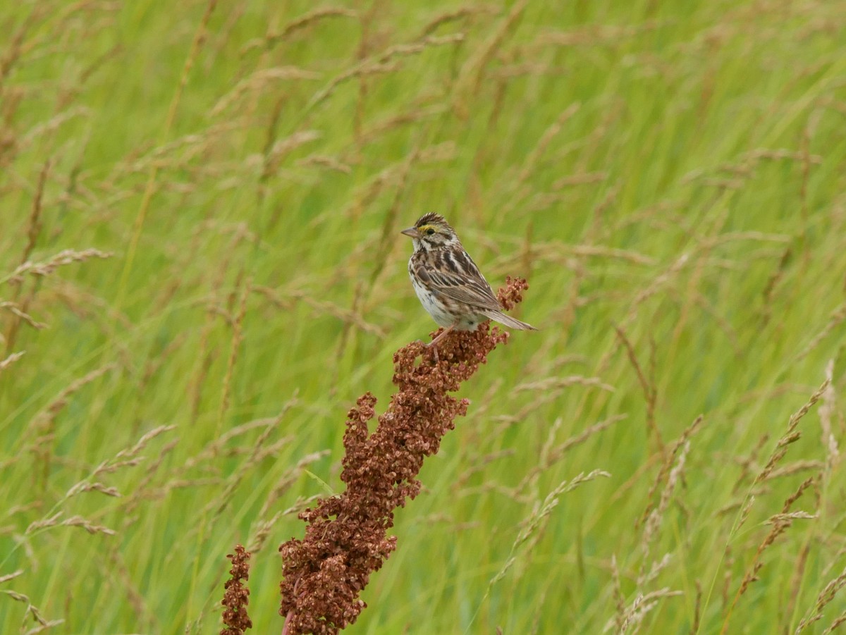 Savannah Sparrow - ML620760165