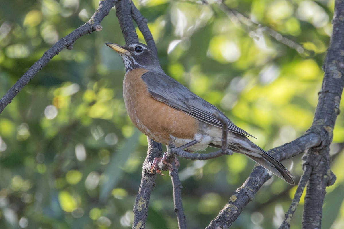 American Robin - ML620760172