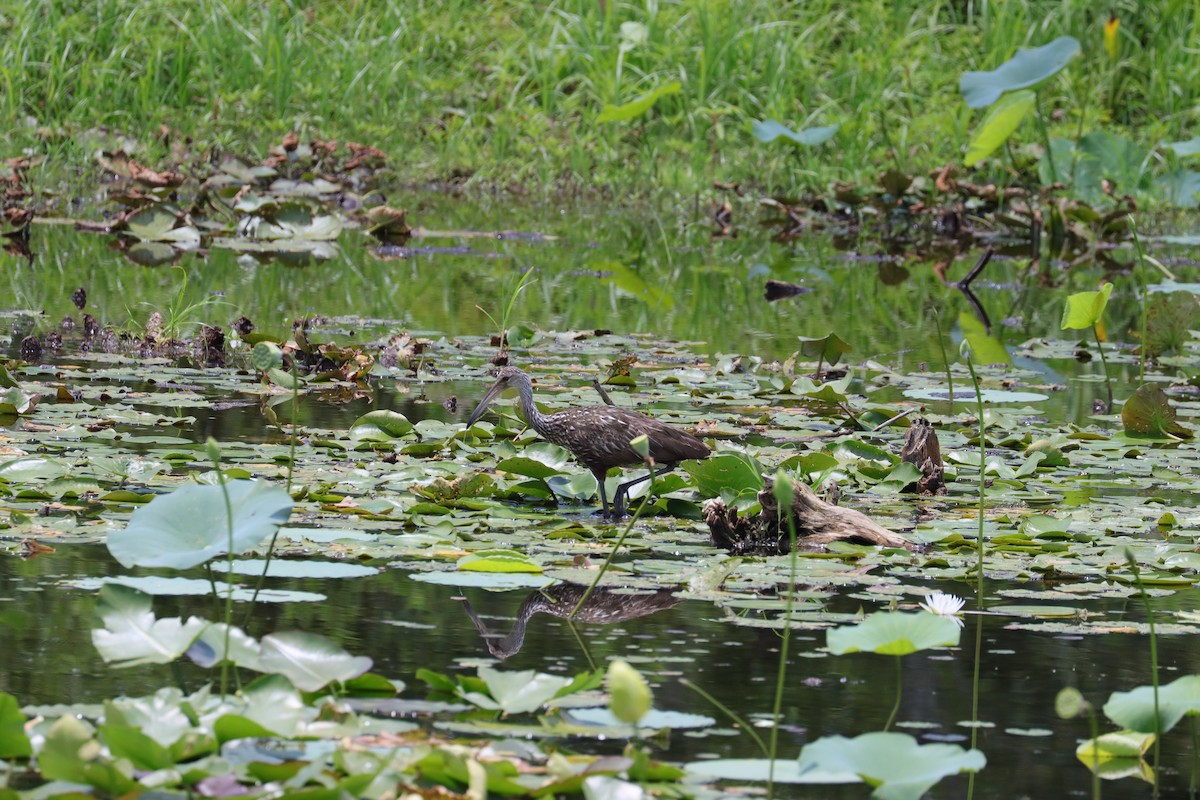 Limpkin - ML620760180