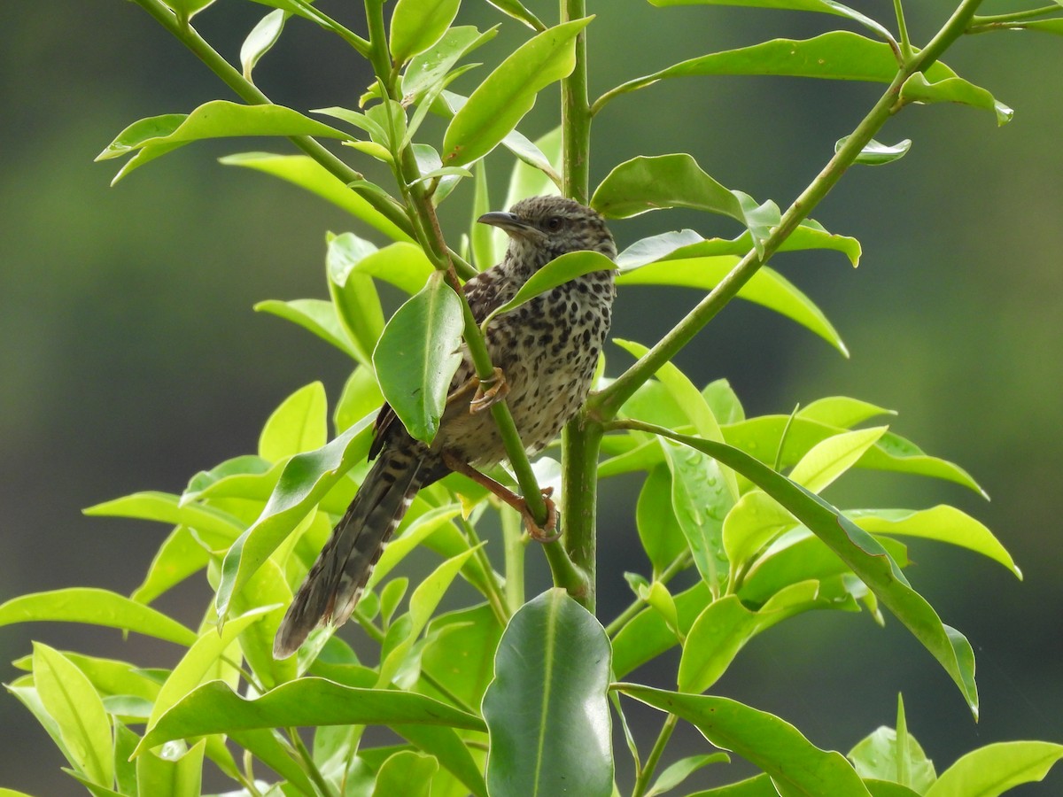 Band-backed Wren - ML620760182