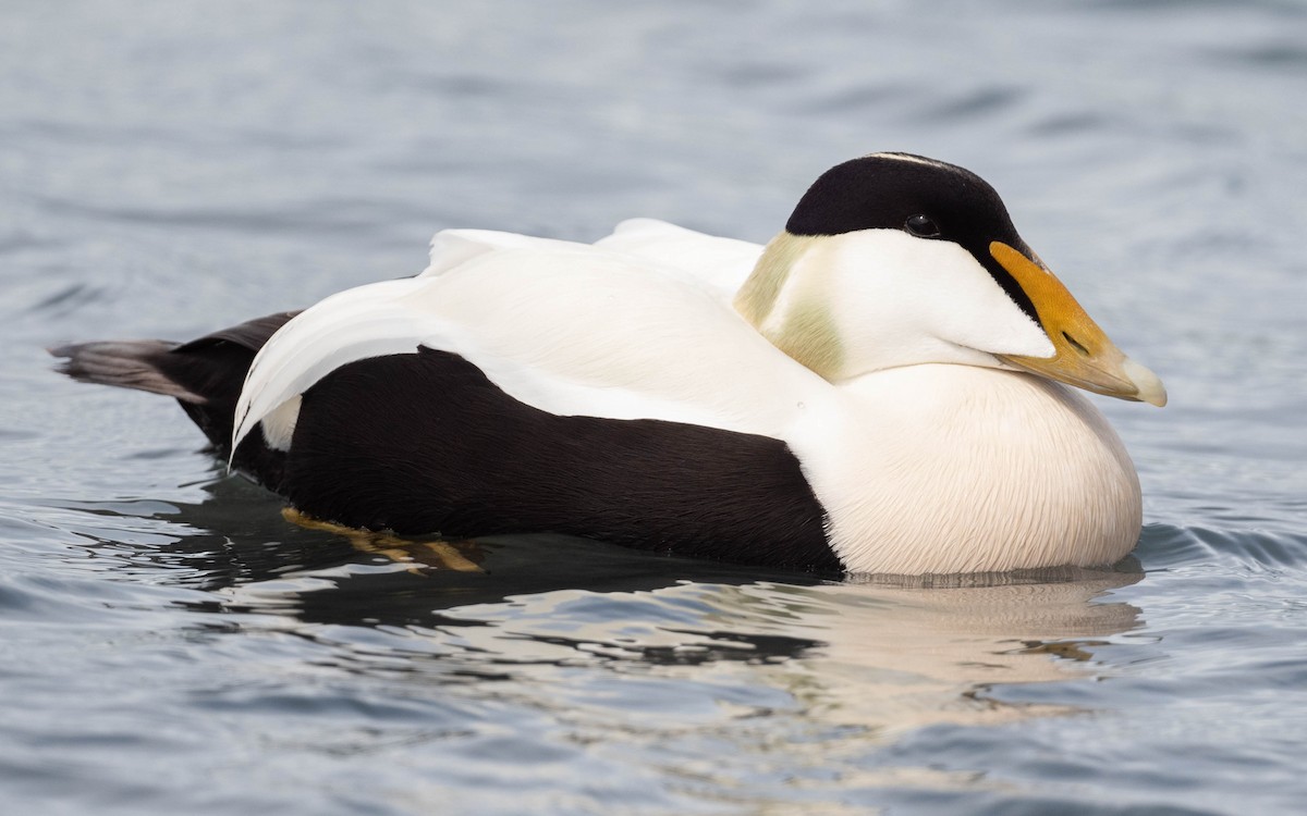 Common Eider - ML620760183