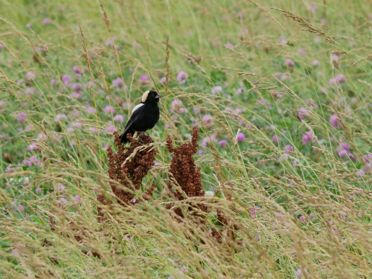 bobolink americký - ML620760184