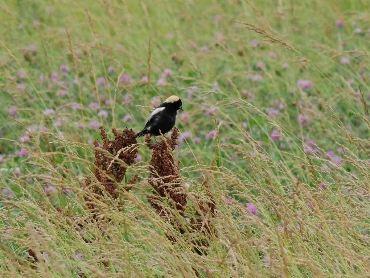 bobolink americký - ML620760185