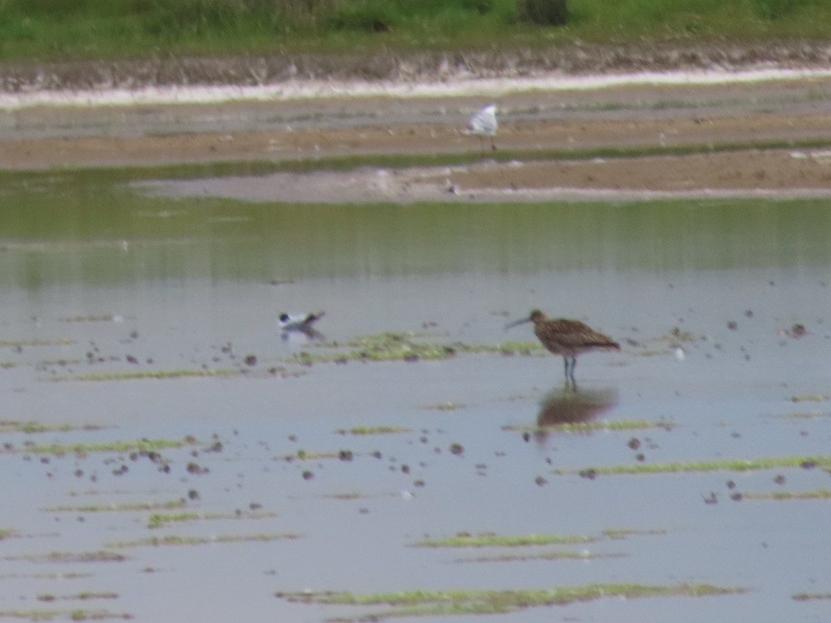 Eurasian Curlew - ML620760187