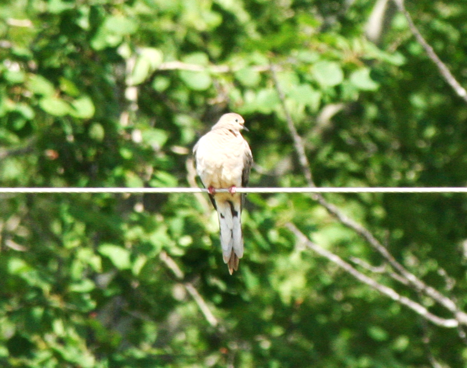 Mourning Dove - ML620760188