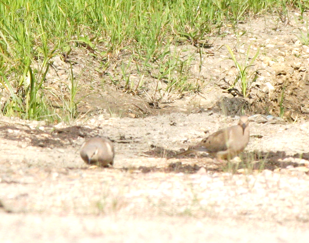 Mourning Dove - ML620760189