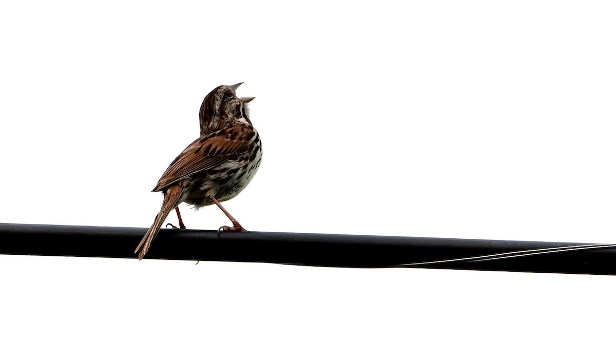 Song Sparrow (melodia/atlantica) - ML620760191