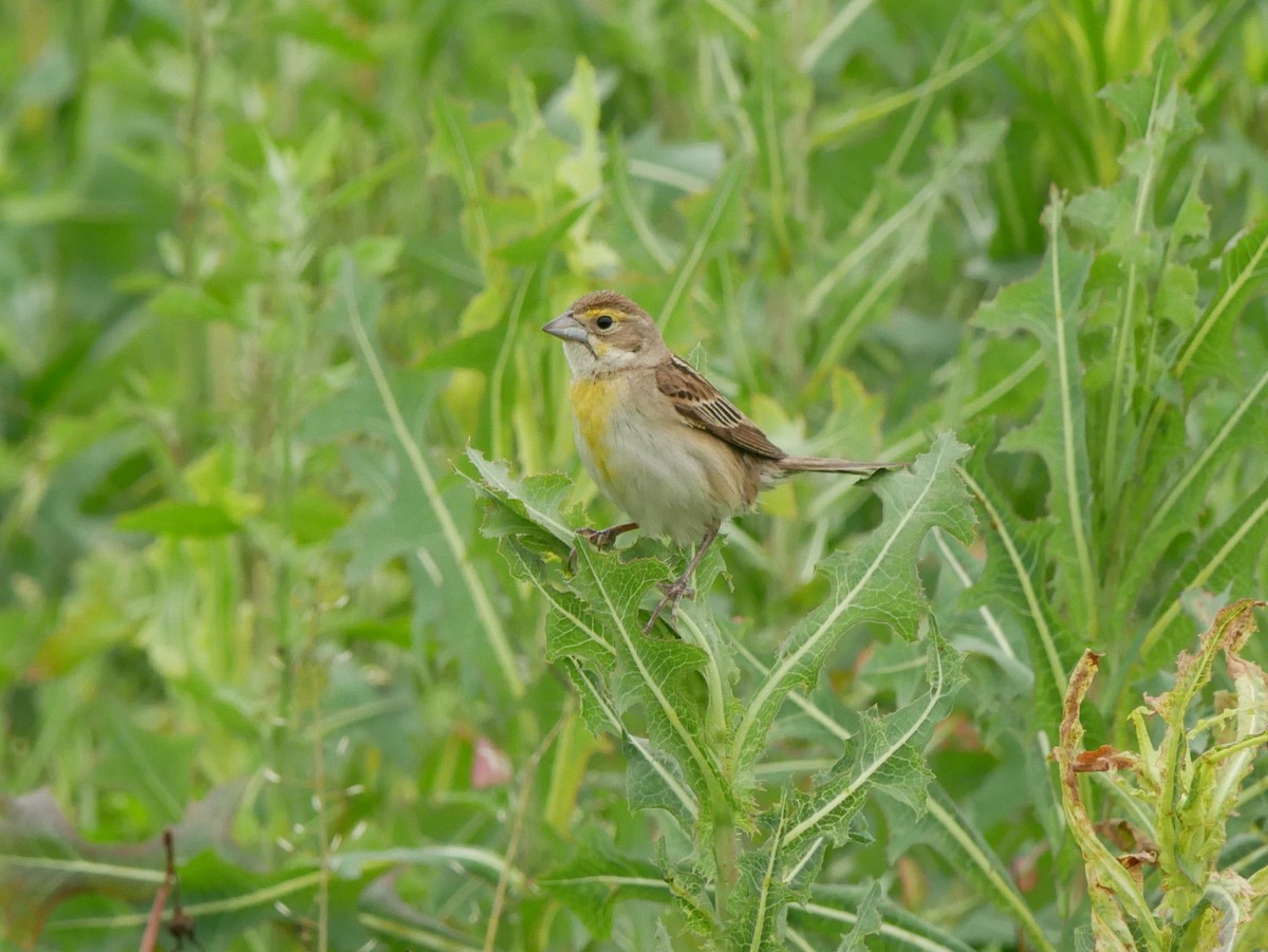 Dickcissel d'Amérique - ML620760193