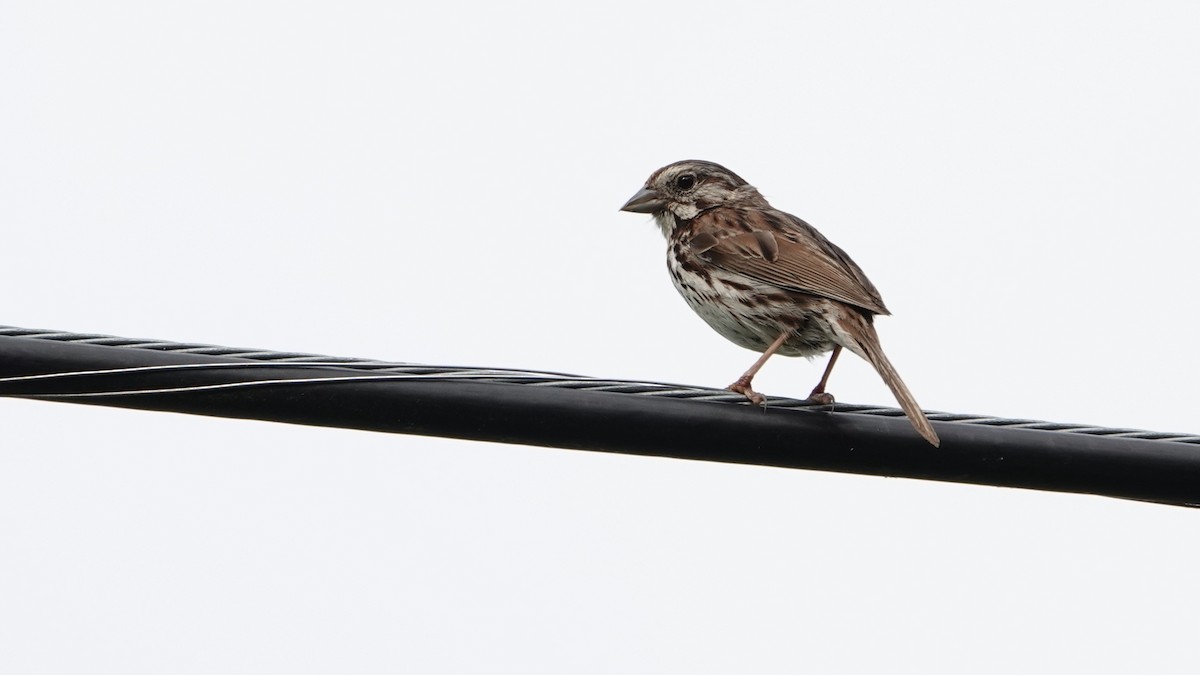 Song Sparrow (melodia/atlantica) - ML620760194