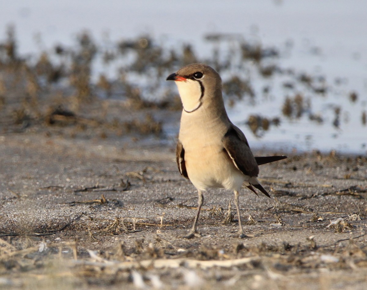 Collared Pratincole - ML620760195