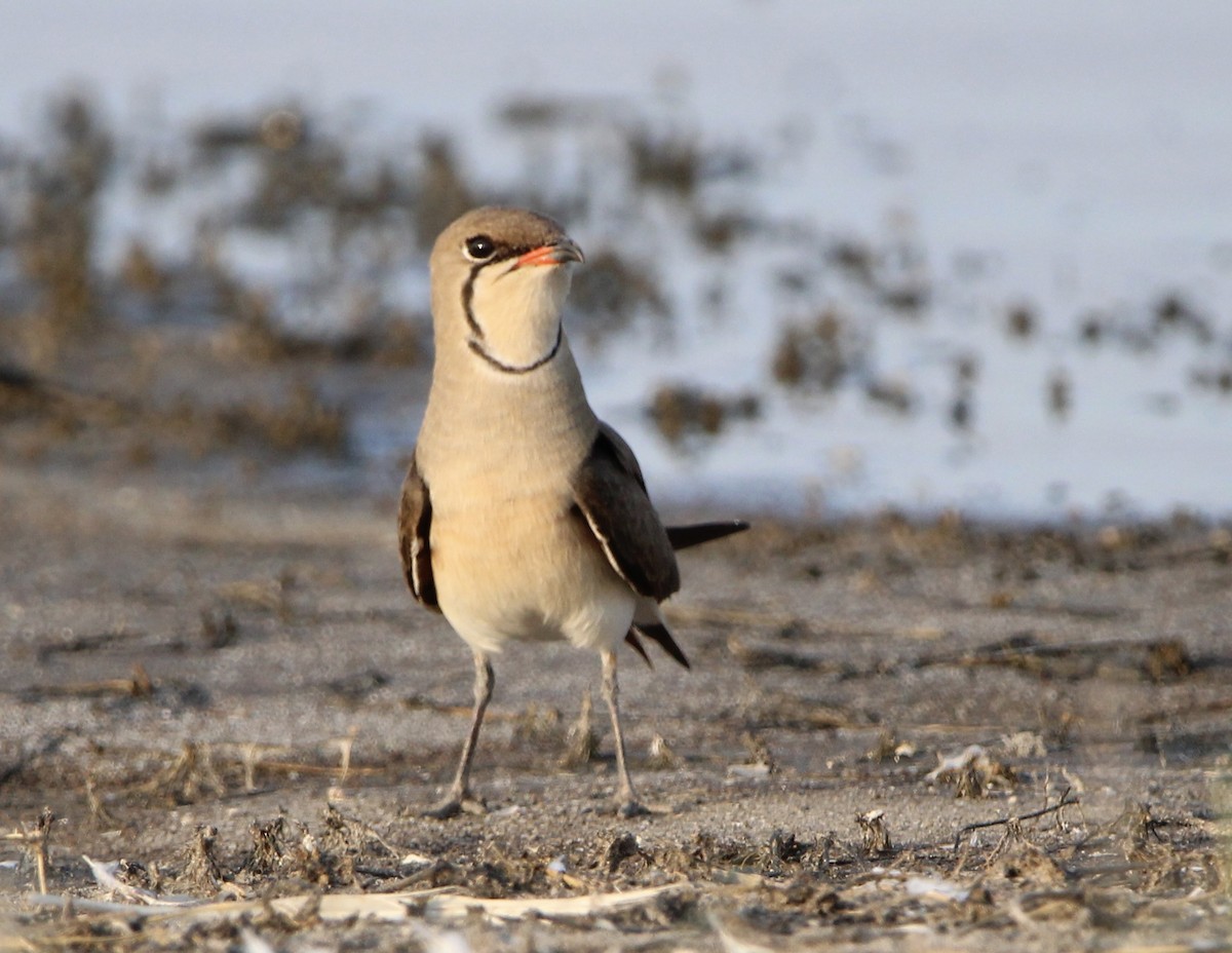 Collared Pratincole - ML620760196