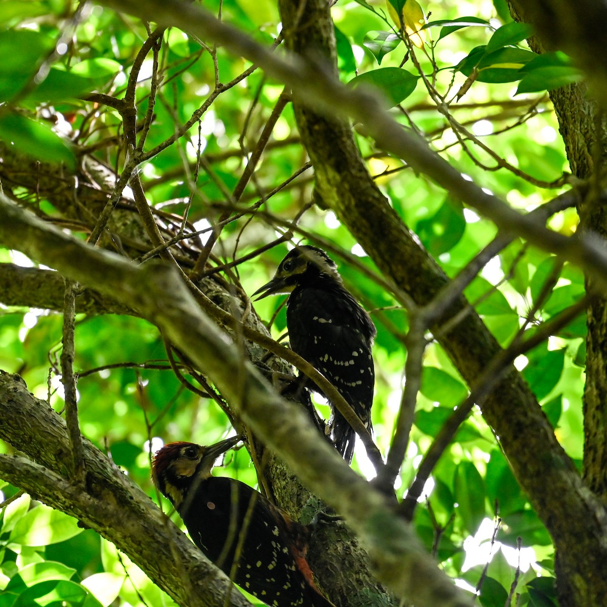 White-backed Woodpecker (Amami) - ML620760197