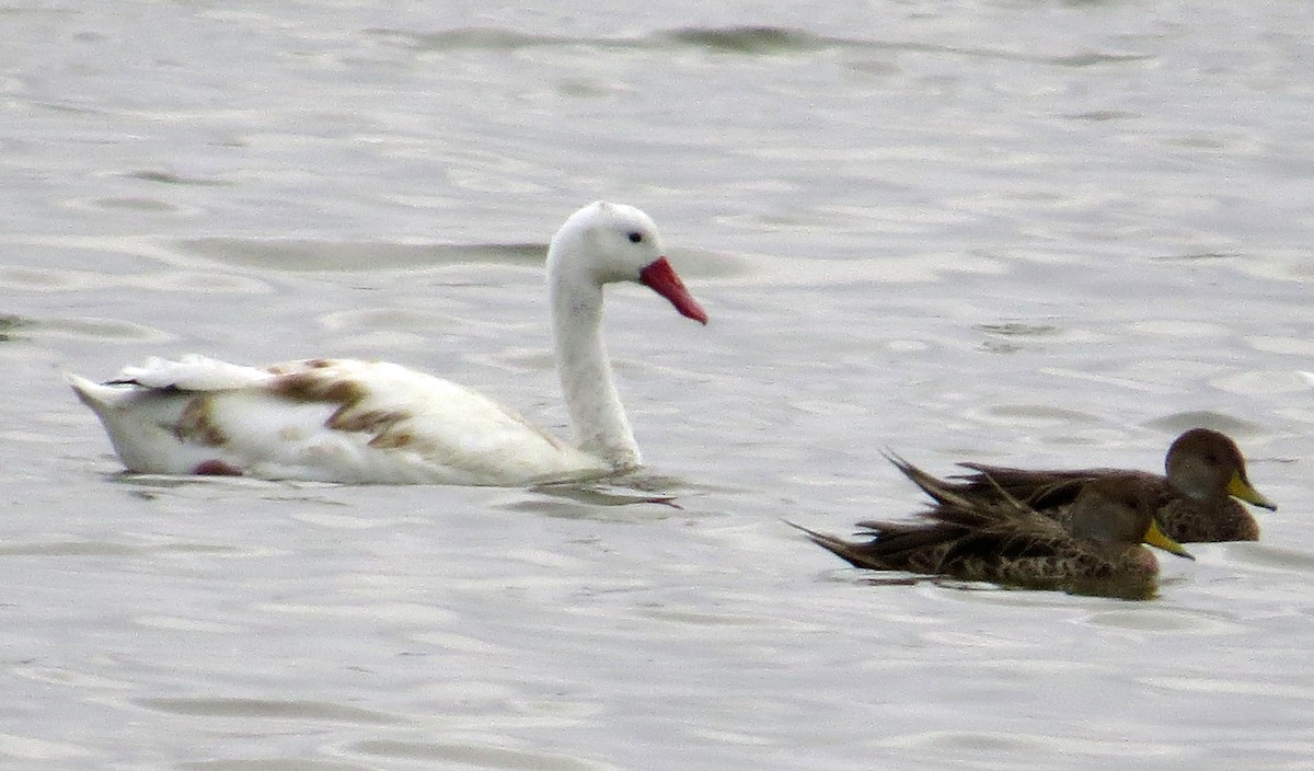 Coscoroba Swan - ML620760198