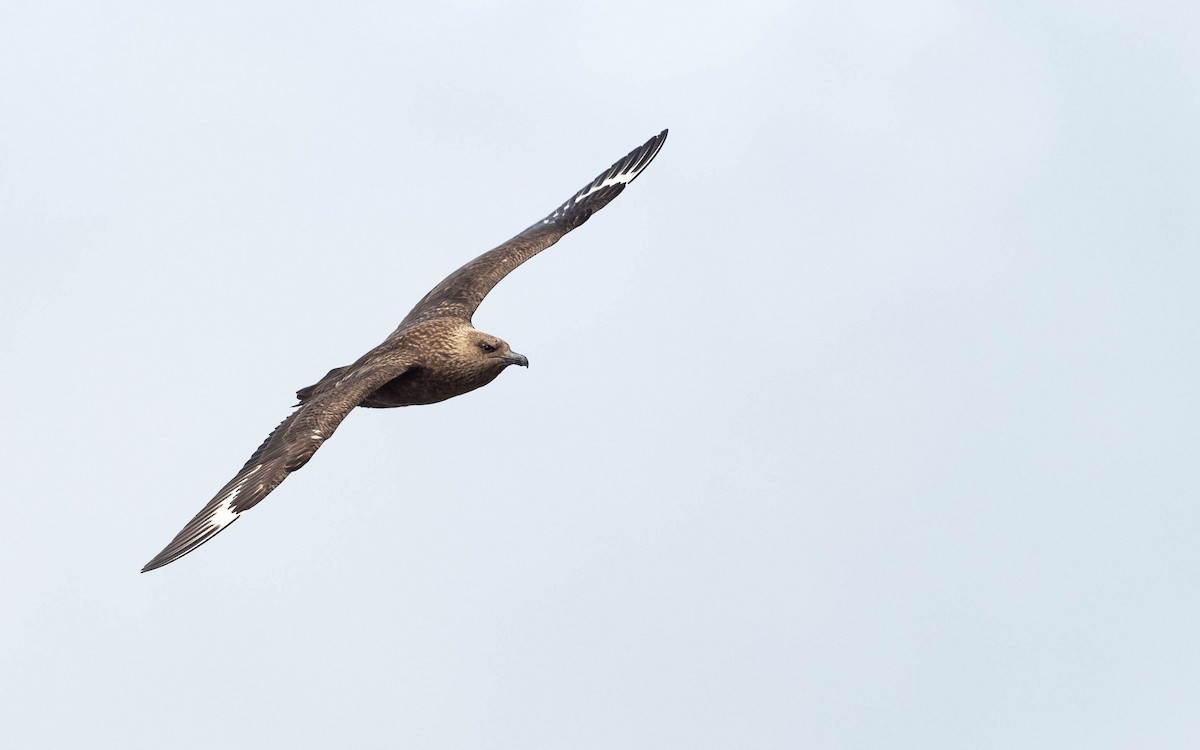 Great Skua - ML620760201