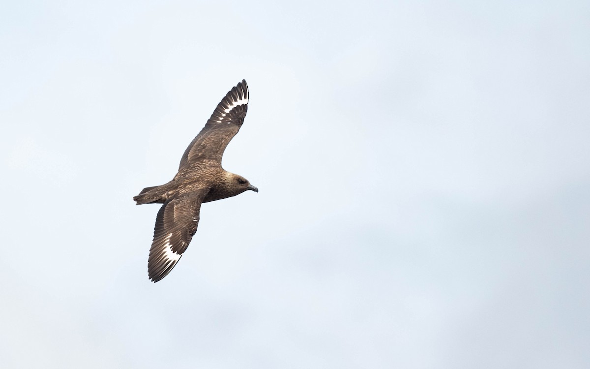 Great Skua - ML620760202