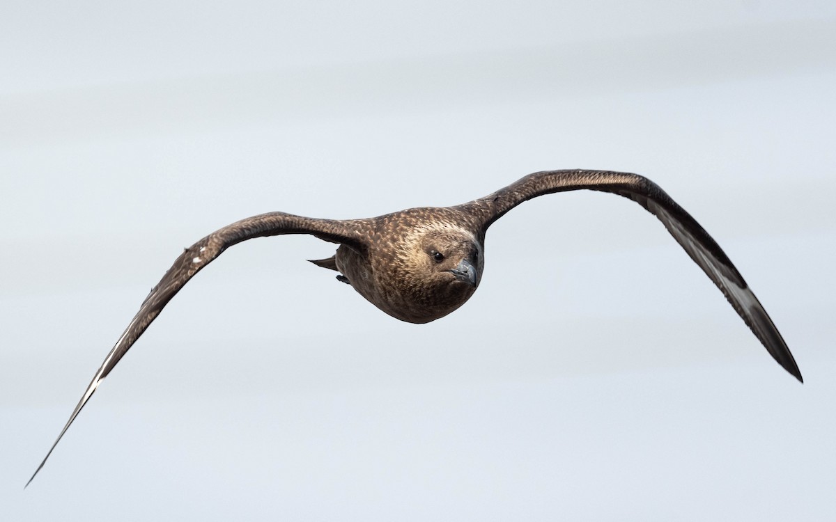 Great Skua - ML620760205