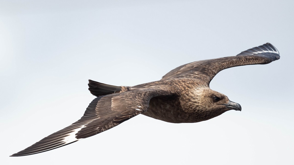 Great Skua - ML620760206