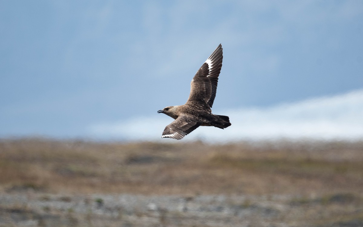 Great Skua - ML620760208