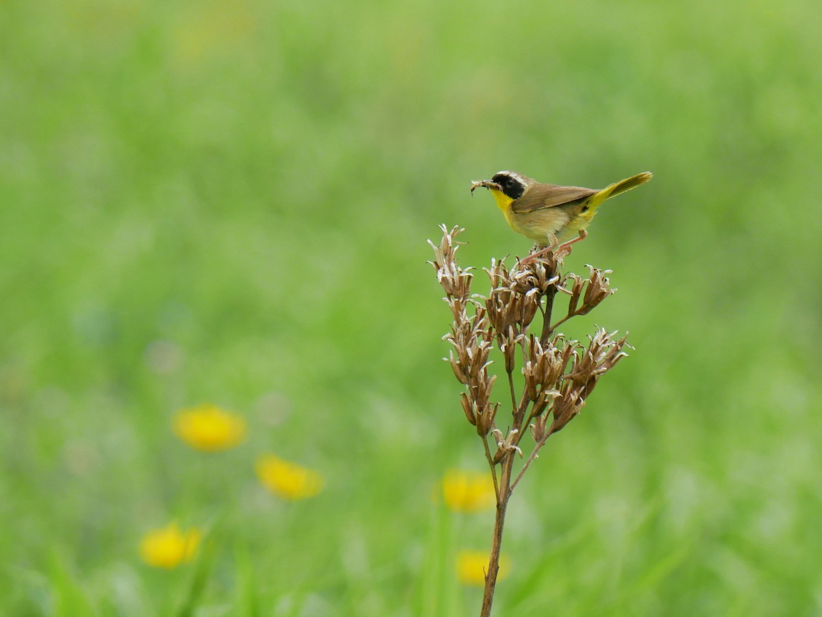 Common Yellowthroat - ML620760212