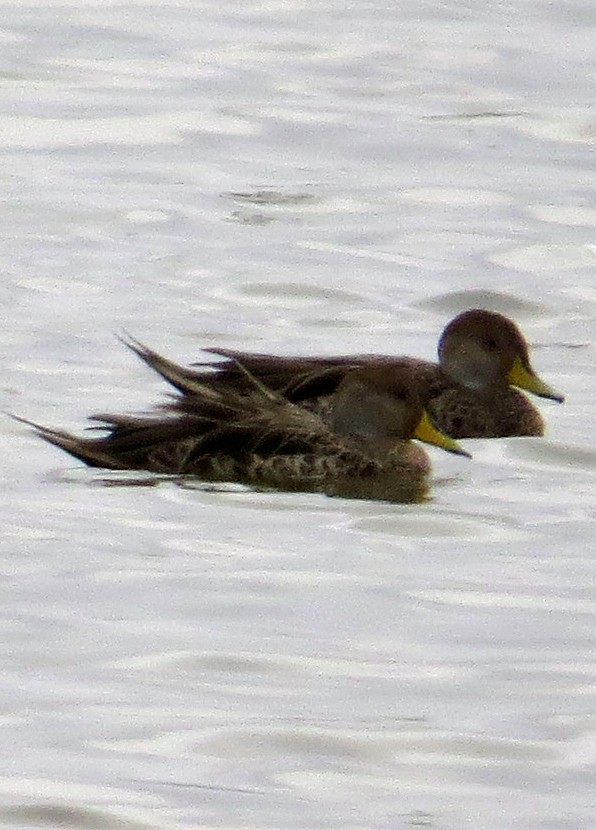 Yellow-billed Pintail - ML620760213