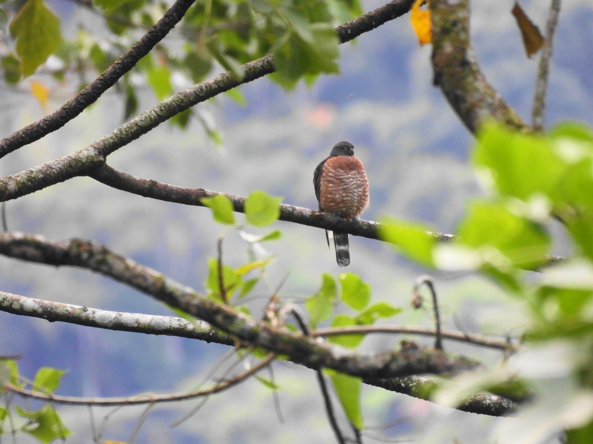 Double-toothed Kite - ML620760217